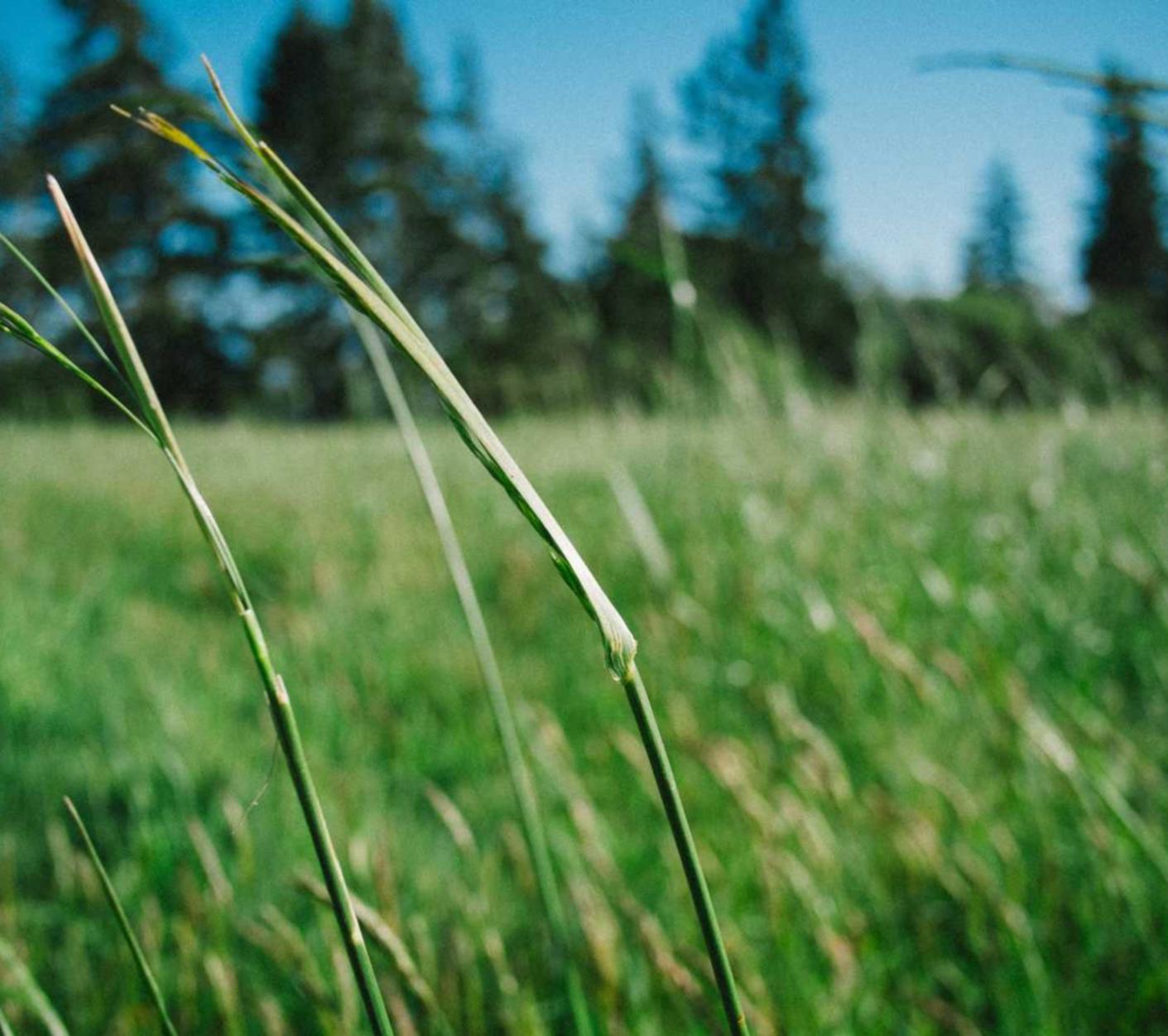 中免肯特薄荷蓝冰爆珠（5mg）：思埠直播平台代理