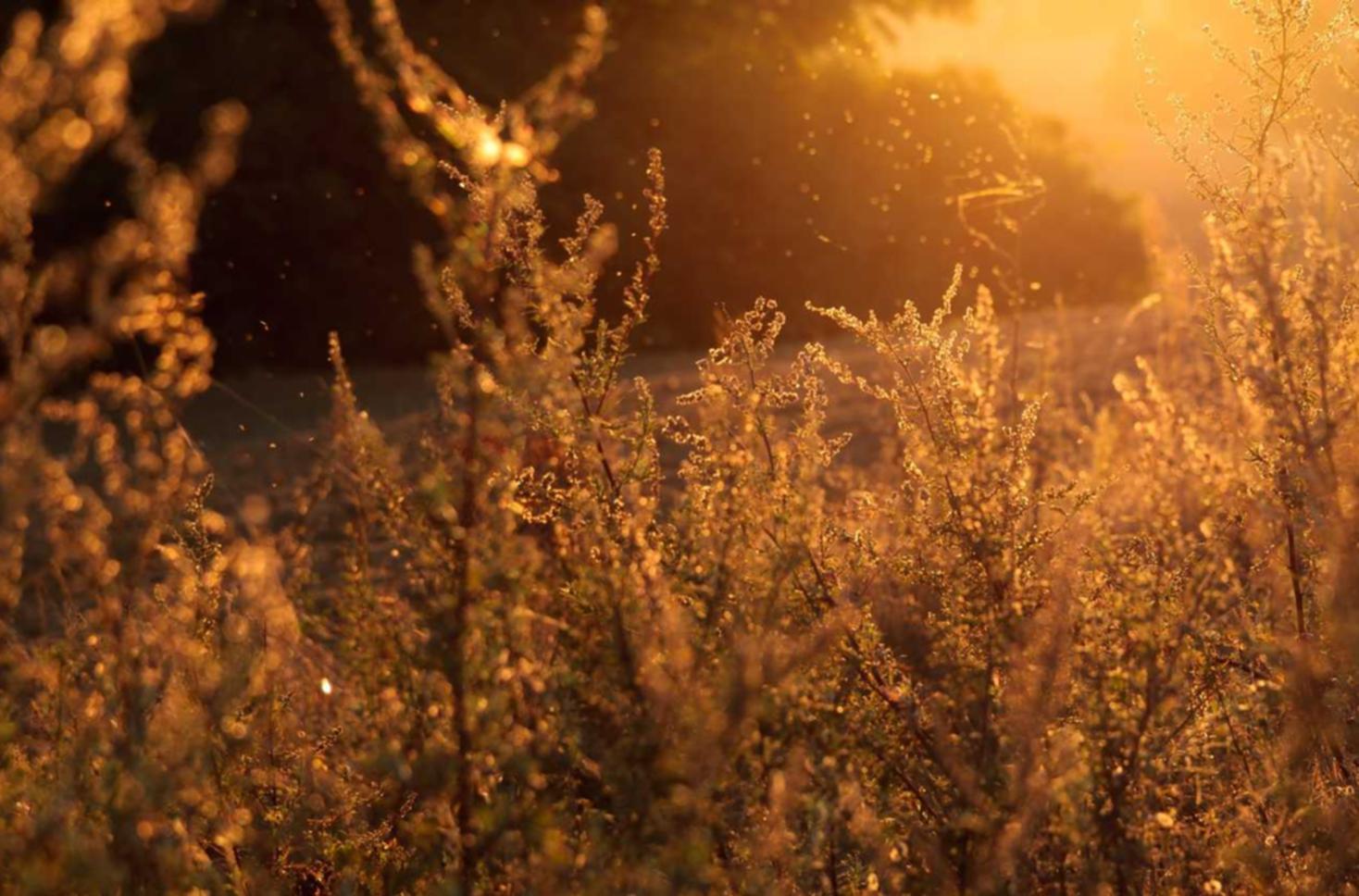 DDOS在线攻击|红酒官方购买平台